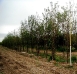 Columnar Crabapple 60-70mm